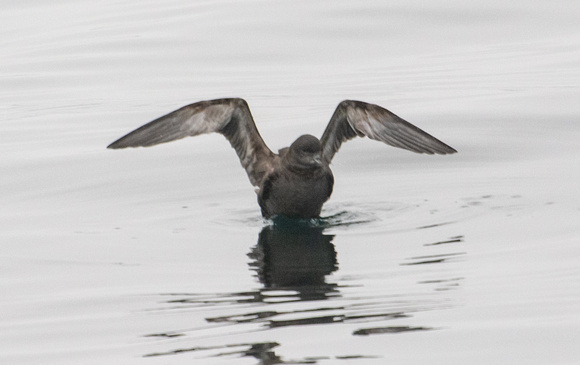 Short-tailed Shearwater - Ardenna tenuirostris