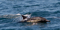 Long-beaked common dolphin - Delphinus capensis