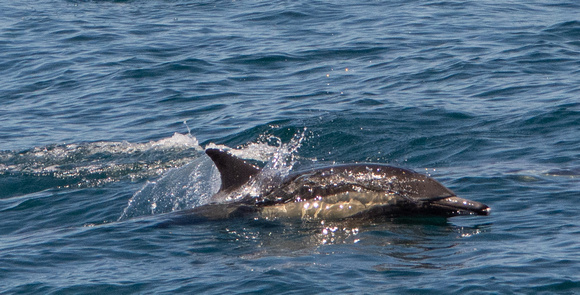 Long-beaked common dolphin - Delphinus capensis