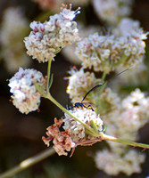 Gasteruptiid wasp - Gasteruption sp.
