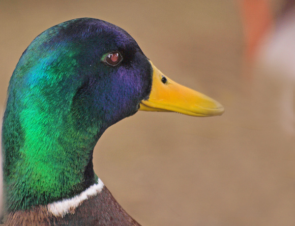 Mallard Duck - Anas platyrhynchos