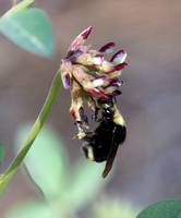 Big Deervetch - Hosackia crassifolia, Yellow-faced bumble bee - Bombus (Pyrobombus) vosnesenskii