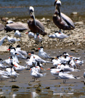 Caspian Tern - Hydroprogne caspia