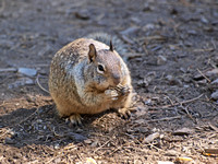 California ground squirrel - Spermophilus beecheyi