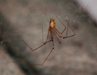 Long-bodied cellar spider - Pholcus phalangiodes