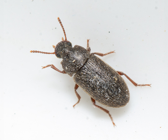 Darkling Beetle - Blapstinus sp.