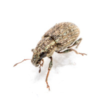 Clover Weevil - Sitona hispidulus