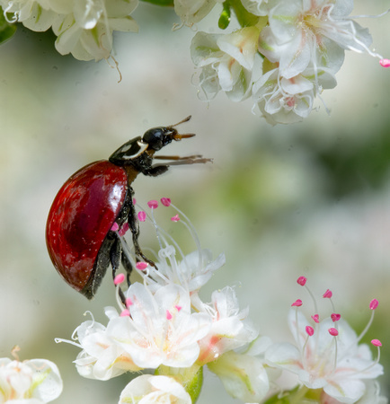 Blood red lady beetle - Cycloneda sanguinea