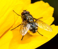 Cluster fly - Pollenia spp.