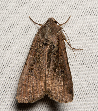 Pearly Underwing Moth - Peridroma saucia
