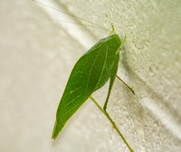 Greater Angle-wing katydid - Microcentrum rhombifolium