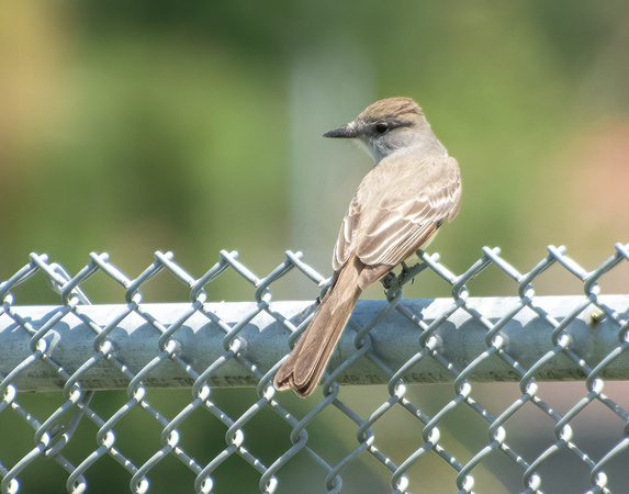 Ash-throated Flycatcher - Myiarchus cinerascens