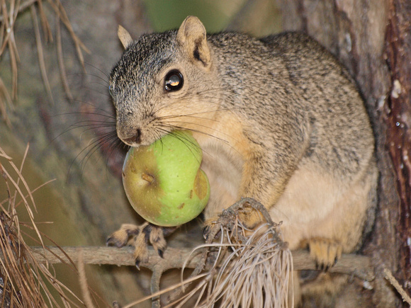 Eastern fox squirrel  - Sciurus niger