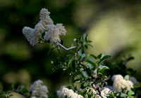 Mountain Whitethorn - Ceanothus cordulatus