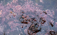 Common Coralline Algae - Corallina officinalis