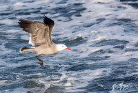 Heerman's Gull - Larus heermanni