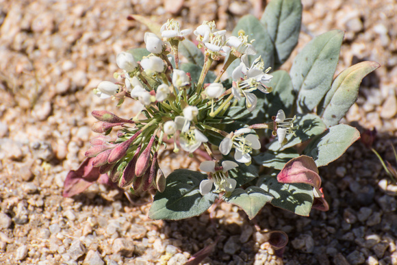 Evening primrose - Eremothera sp