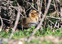 Nelson's Sparrow - Ammodramus nelsoni