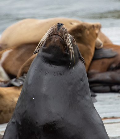 California sea lion - Zalophus californianus