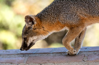 Santa Catalina Island Fox - Urocyon littoralis atalinae