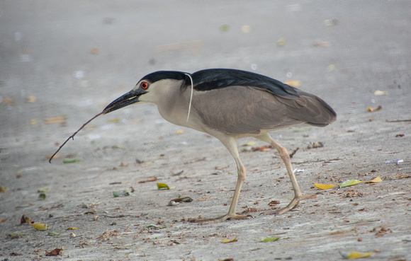 Black-crowned Night-Heron - Nycticorax nycticorax