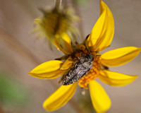 Buprestid - Undentified sp.