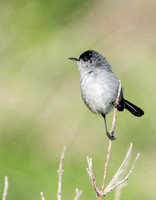 California Gnatcatcher - Polioptila californica