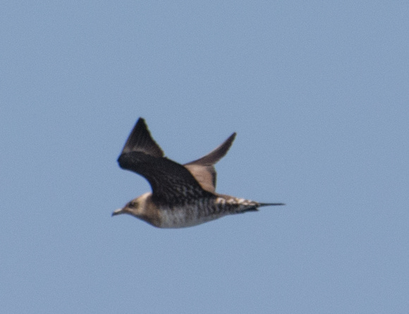 Long-tailed Jaeger - Stercorarius longicaudus