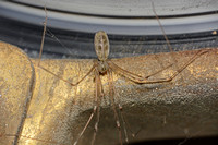 Long-bodied cellar spider - Pholcus phalangiodes
