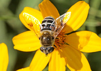 Drone fly - Eristalis or Palpada sp.?