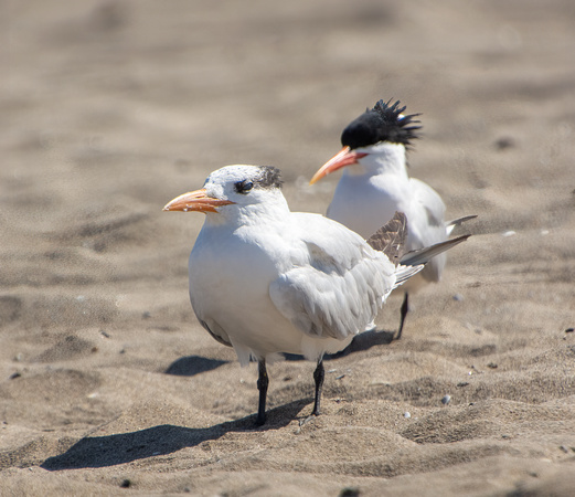 Royal Tern - Thalasseus maximus, Elegant Tern - Thalasseus elegans