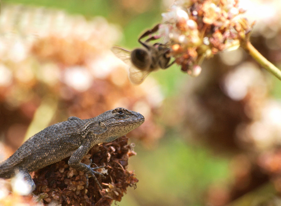 Western Fence Lizard - Sceloporus occidentalis