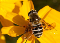 Drone fly - Eristalis or Palpada sp.?
