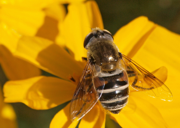 Drone fly - Eristalis or Palpada sp.?