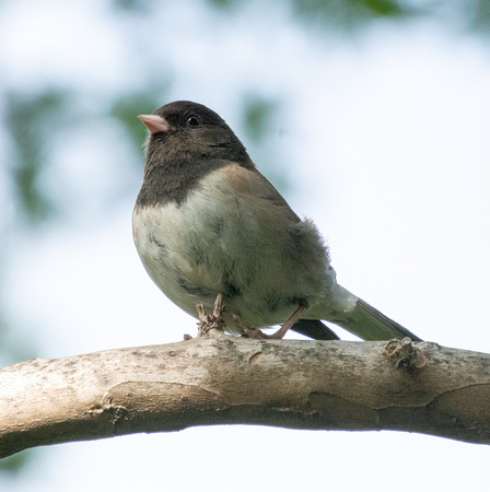 Dark-eyed Junco - Junco hyemalis