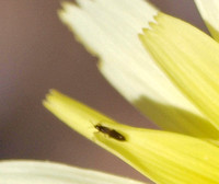 Thysanoptera - Thrips