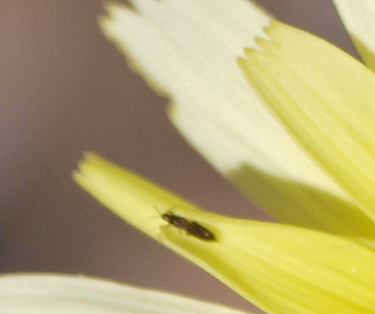 Thysanoptera - Thrips