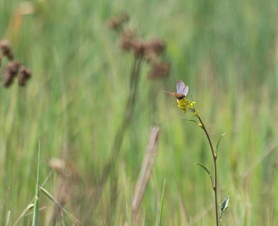 Silvery blue - Glaucopysche lygdamus