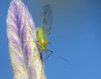 Aphid 4 - Unidentified sp.