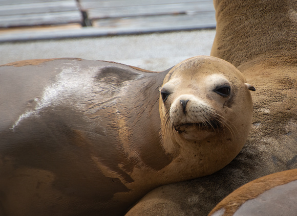 California sea lion - Zalophus californianus