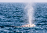 Gray whale - Eschrichtius robustus