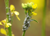 Mealy cabbage aphid - Brevicoryne brassicae