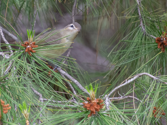Warbling Vireo - Vireo gilvus