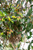 Bushtit - Psaltriparus minimus (nest)