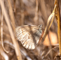 Common ringlet - Coenonympha california