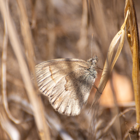 Common ringlet - Coenonympha california