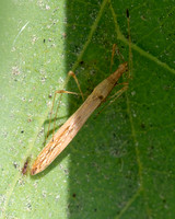 Stilt bug - Neoneides muticus