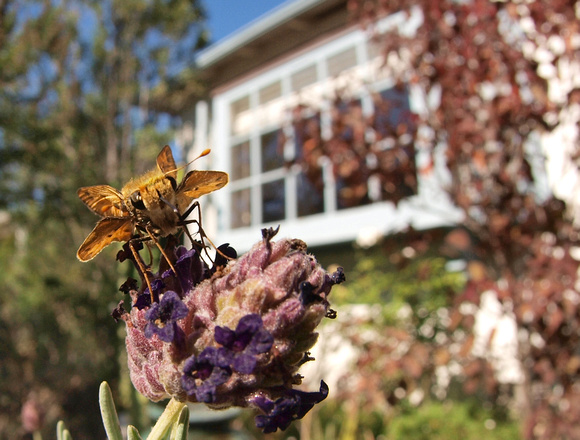 Fiery skipper - Hylefila phyleus