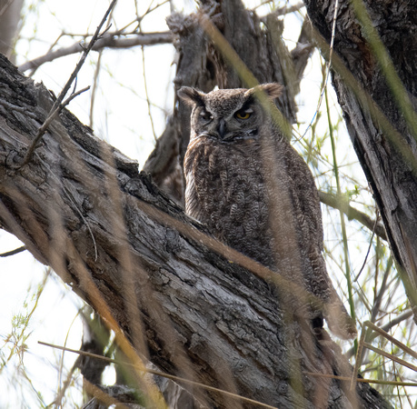 Great Horned Owl - Bubo virginianus