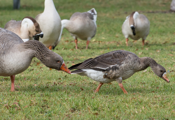 Greater white-fronted Goose getting goosed by Greylag Goose